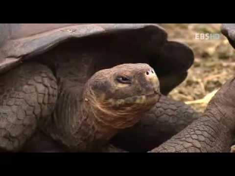 신과 다윈의 시대 1부 - 신의 과학, 진화를 묻다.[3/5]