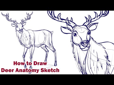 Deer Anatomy Pictures