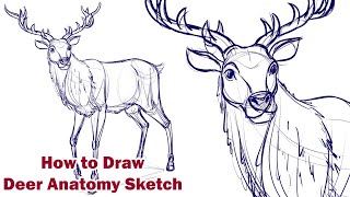Draw a Deer Anatomy : Learn How to draw animal anatomy