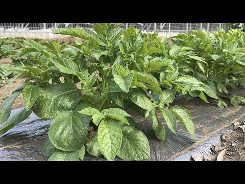 ジャガイモを豊かに収穫するには、いつ肥料を施用すればよいでしょうか?どのような肥料を使用すればよいでしょうか？  庭園