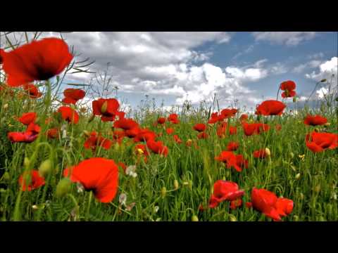 Dorina & Dejan "Zrejlo je žito"  Prekmurska ljudska