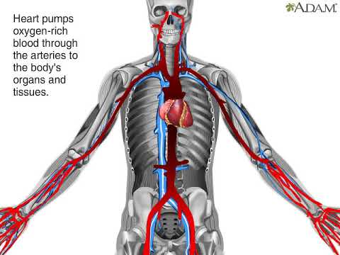 How Blood Flows through the Body Animation - Circulatory System Video