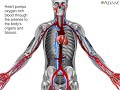 How Blood Flows through the Body Animation - Circulatory System Video