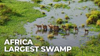 Download lagu Wild Waters : The Nile's Greatest Wilderness mp3