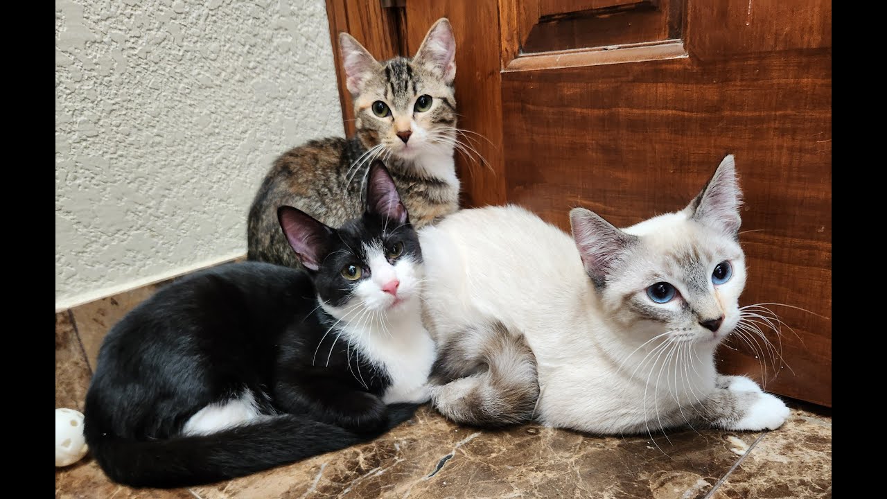 Enlarge Matilda, a ADOPTABLE Domestic Short Hair in Oklahoma City, OK video 4/4