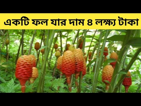 একটি ফলের দাম ৪ লাখ টাকা " দেখলে অবাক হবেন ' nirob new video