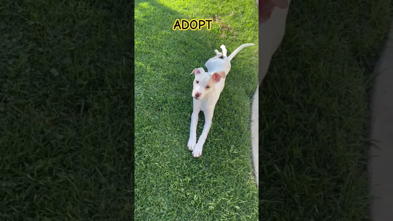 Enlarge Pearl, a ADOPTABLE mixed breed in Hermosa Beach, CA video 4/4