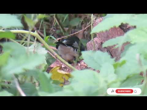 Mníška dvojfarebná (Spermestes bicolor) — starostlivosť, voliéra a kŕmenie