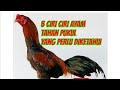 5 Ciri Ciri Ayam Tahan Pukul Yang Perlu Diketahui