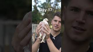 Raising a Chicken