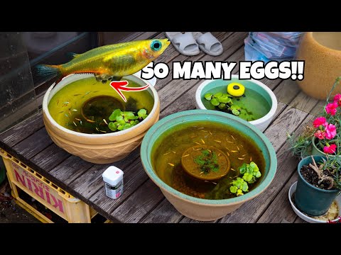 Our Ricefish are Breeding Like Crazy!!