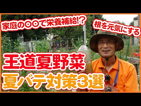 菜園に日陰を作るにはどうすればいいですか？この夏、野菜を守るための 5 つ以上の熱波対策のヒント  庭園