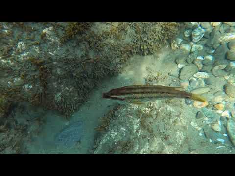 Symphodus tinca