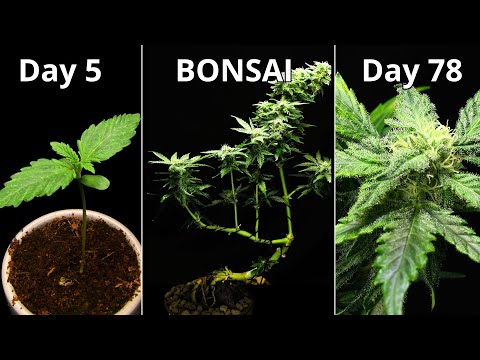 Cannabis Bonsai Timelapse - Seed to Flower (78 Days in 2 Minutes!)