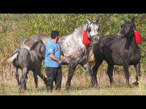Caii lui dl. Dan de la Bogei - Tăuteu - Bihor