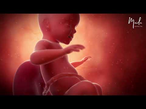 26 Weeks of Pregnancy | Second Trimester | Fetal Stage