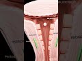 Female Reproductive Organs Ll