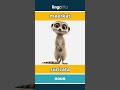meerkat - suricata video thumbnail