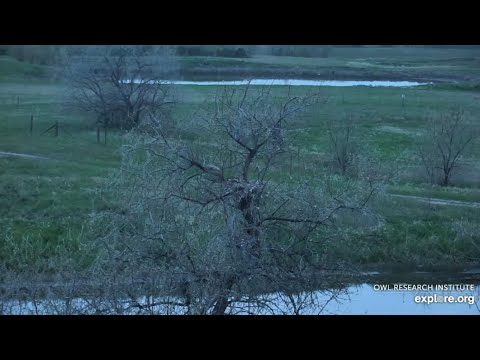 Great Horned Owl @Roger’s Place - 5/24-2022 - Little one doesn't want to leave the nest