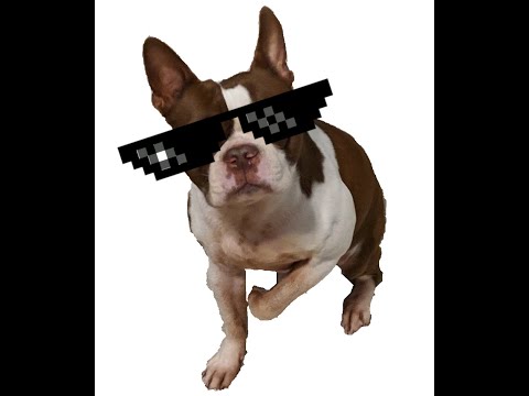 Problematic Otter #07:  I Might Have Spent a Lot at Beatport