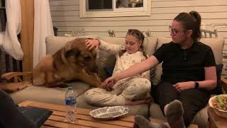 Video preview image #1 German Shepherd Dog-Unknown Mix Puppy For Sale in Centreville, VA, USA