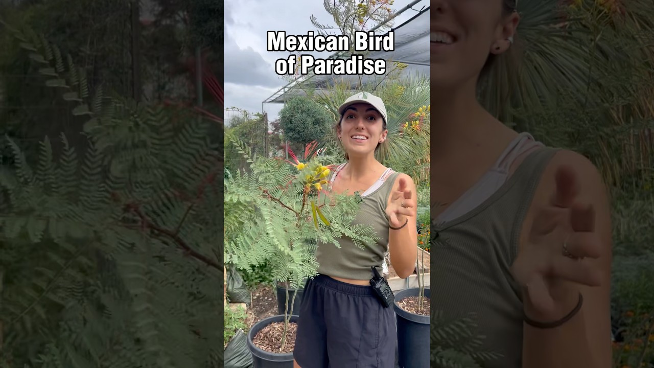 Mexican Bird of Paradise Care & Growing Tips