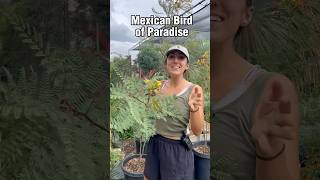 Mexican Bird of Paradise Care & Growing Tips