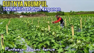 Download lagu Sistim Tanam Melon Irit Biaya Irit Ternaga Tapi Hasil Tetap Maksimal  mp3