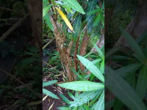 キョウチクトウの土壌の種類 広範囲にわたる根系 侵入性 自然 ポットアース