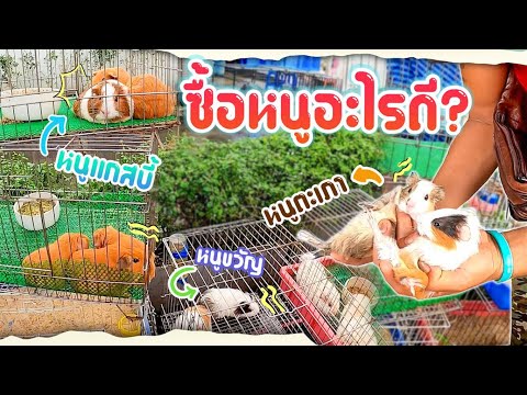 เดินตลาดสัตว์เลี้ยง จตุจักร หาสมาชิกใหม่เข้าบ้าน
