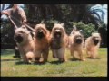 Buddy Featurette VHS Commercial
