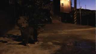 preview picture of video '台湾・九份の路地裏ってこんなです Taiwan's old back streets with animals'