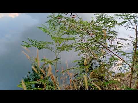 Thể hiện bởi Hoài Mỹ