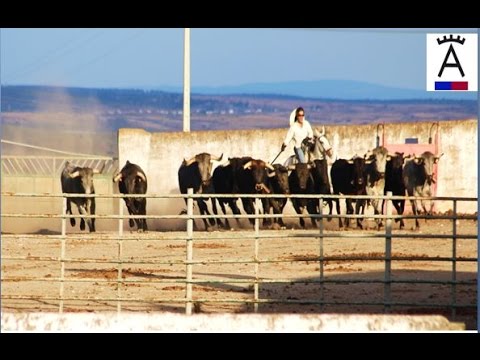 Embarque de los toros con destino Bilbao