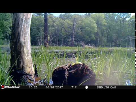 red winged blackbird feeding log