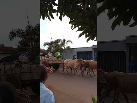 Carro de boi/tradição do interior/Santa Rosa de Goiás!