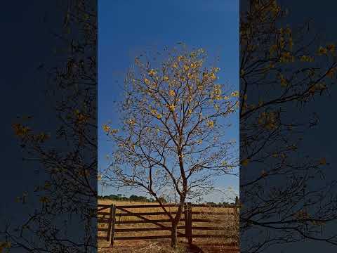 GO 330 - Petrolina de Goiás/Santa Rosa-Goiás #vidanaroça #pecuarista #fazenda #agricultura