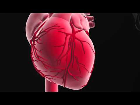 Rolle und Funktion des Herzens