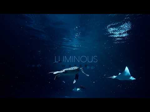 Ocean Aquarium • no music • Relaxing Underwater Sounds