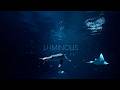 Ocean Aquarium No Music Relaxing Underwater Sounds