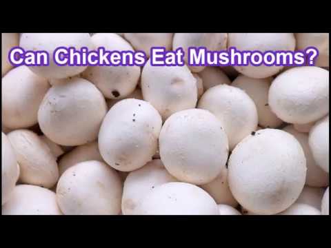 download lagu mp3 mp4 Can Chickens Eat Store Bought Mushrooms, download lagu Can Chickens Eat Store Bought Mushrooms gratis, unduh video klip Can Chickens Eat Store Bought Mushrooms