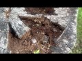 Termites Found Inside Tree Stump in Woodbridge, NJ