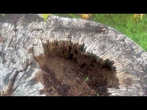 Termites Found Inside Tree Stump in Woodbridge, NJ