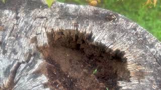 Termites Found Inside Tree Stump in Woodbridge, NJ