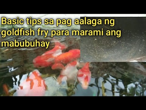 tips how to care goldfish fry