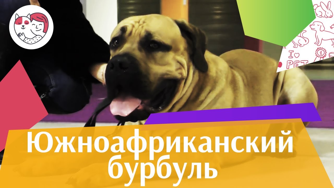 Южноафриканский бурбуль на ilikepet. Особенности породы, уход