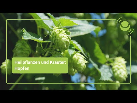 Hops – Everything you should know about its effects.