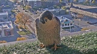 Sokół wędrowny Oshkosh USA -  Julia z wizytą 2025 10 27