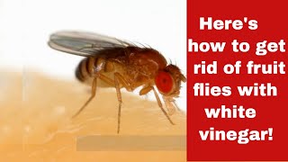 How To Get Rid Of Fruit Flies Using White Vinegar [In Simple Steps]