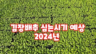 배추 심는시기 2024년 괴산절임배추 불암플러스 천고마비 배추 심는방법 배추모종키우기 [배추재배방법]